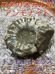 2024年最新】マダガスカルアンモナイトの人気アイテム - メルカリ