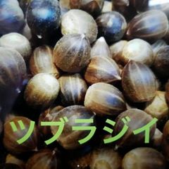食べられる椎の実　【ツブラジイ/コジイ】　約500g