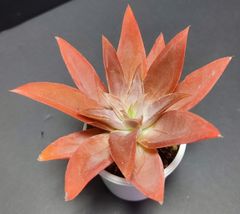 エケベリア 原種 ノヴォガリシアナ novogaliciana. Villa Hidalgo その5  ケーレス実生苗　傷みがあります。