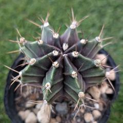 サボテン マミラリア エルサム - メルカリ