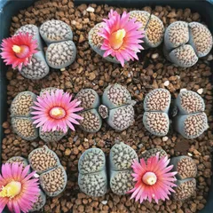 専用❤️速達付き同梱-200円多肉植物　リトープス　朝貢玉 鉢のまま 2025年最新】リトープス 朝貢玉の人気アイテム - メルカリ