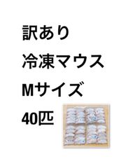 楽天市場】冷凍☆SPFマウス アダルトマウスXL（10匹