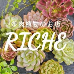 ♪多肉植物 韓国苗 フィレンツェ♪ - メルカリ