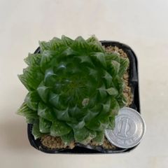 多肉植物　ハオルチア　エメラルドLED  抜き苗　根付き