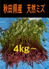山菜 ミズ 4キロ 新潟県産 採れたて新鮮発送 - メルカリ