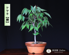 『欅』ケヤキ 小品盆栽【泰寿園 Online】現品 一点物 けやき 雑木 真柏 松柏 松 初心者 室内 鑑賞 趣味 卓上盆栽 盆栽鉢 グリーン 和 ギフト プレゼント 贈答品 ミニ盆栽 誕生日 母の日 父の日 敬老の日 記念日 お祝い 優良葉性 インテリア 5