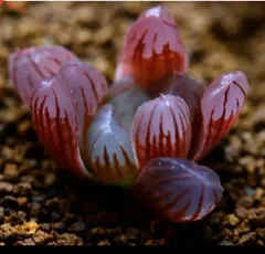 多肉植物 ハオルチア 紫オブツーサ スターサファイア 小苗