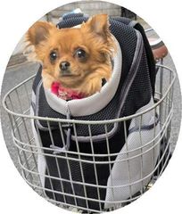 Item thumbnail for item a1e9c134-270b-4a22-9900-588798c8d129