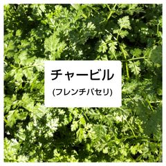 自家栽培(温室栽培) スペアミント100g 冷蔵便 - メルカリ