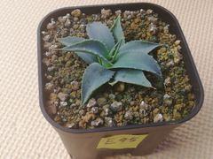 ユタエンシスエボリスピナ90サイズ抜き苗1株(鉢などは付きません)プランツタグつきE45