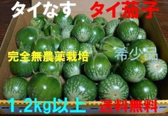 タイナス　タイ茄子　マクアポ　タイ丸なす　1.2kg以上　完全無農薬栽培
