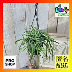 観葉植物　リプサリス ホルビアーナ 4号スリット吊り鉢(個体おまかせ1鉢)　インテリアグリーン 室内園芸 オシャレ カワイイ 可愛い