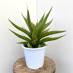 サンスベリア バイビット【現品】☆希少☆ 観葉植物 室内 - メルカリ