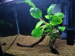 379．流木付き水草 アヌビアスナナ 南米ウィローモス