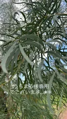 うちまる様専用①便でございます…*＊