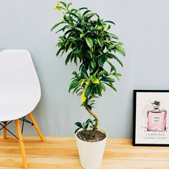 ファグラエア 7寸角鉢 110センチ レア観葉植物 ファグラエア 7寸角鉢 110センチ レア観葉植物 - メルカリ