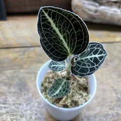 激レア　マコデス　リミィ　東カリマンタン　小苗　ジュエルオーキッド NEW JUNGLE PLANTS 「ジュエルオーキッド」 | AQUA DESIGN AMANO