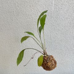 着生植物　観根植物　アンスリウム　グラシレ　苔玉アレンジ