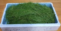 天然赤松の葉　2kg　お茶、松葉ジュースに。天然を採取しています