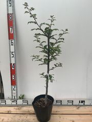 強い山椒苗 /スーパー花山椒5号接木苗・強健台木