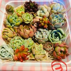 多肉植物カット苗（寄せ植え用）③