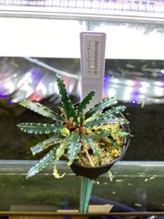 ブセファランドラ ブルーベルベット　良株