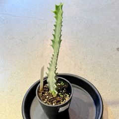 ザミア フロリダーナ 多頭 メキシコソテツ 3頭 - メルカリ