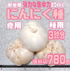 3球分バラして即日発送　種ニンニク　暖地用ホワイト種　食用兼用　にんにくひめ