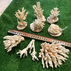 れいこ　　　珊瑚　サンゴ　置物 天然白珊瑚 - 三宝堂オンラインショップ
