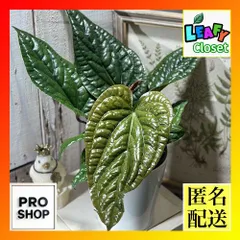 Anthurium luxurians アンスリウム ルクスリアンス