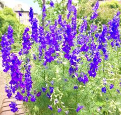 ちどり草（千鳥草）　種30粒　花の種