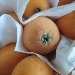 長崎県産 茂木露地枇杷 甘くて美味しい💕