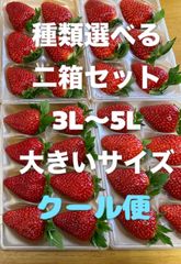 クール便 古都華 いちご M〜 小さめ 農家直 橋本農園 苺 イチゴ ことか