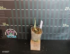 アグラオネマ 　ピクタム　トリカラー Aglaonema pictum tricolor