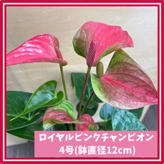 のサムネイル