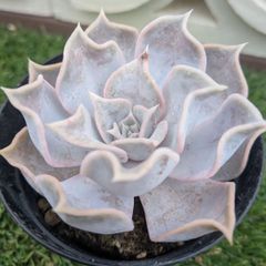 多肉植物　エケベリア属　リラシナ