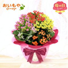 【おいもや公式】母の日限定 5号 カランコエ 4色 鉢植え プレゼント 生花 花 黄色 赤 オレンジ ピンク おしゃれ かわいい (お届け時期:5/5～11のいずれか)