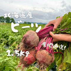 【2025年度初物】北海道産 ビーツ 1.5kg 詰め合わせ