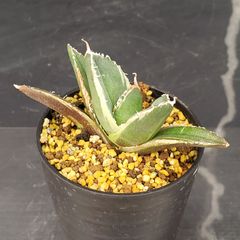 J618【自社養生株】アガベチタノタ　南アフリカダイヤモンド（斑入り・発根株・鉢植え）【多肉植物】