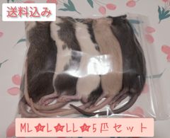 🌕送料込み☆ヤミツキラットM☆ML☆ おまとめ購入で送料分全品値引き☆