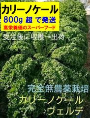 カリーノケール(ヴェルデ／緑)　完全無農薬　イタリア野菜　800gオーバー