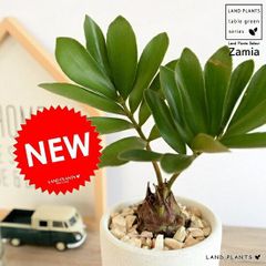 アロエ（ラモシシマ） 1鉢 8号 プラスチック鉢 アロエラモシシマ Aloe ramosissima - メルカリ