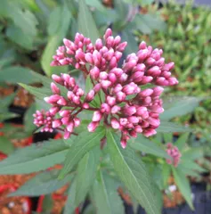 ピンク①山野草 ピンクのフジバカマ(藤袴) 大株 ピンク②山野草 ピンクのフジバカマ(藤袴) 大株 ピンク②山野草 ピンクの