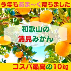 清見みかん 訳あり 10kg 和歌山県産 清見オレンジ 旬の果物