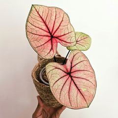 《Caladium カラジウム 》Hybrid Sp01 観葉植物 葉色 アロイド