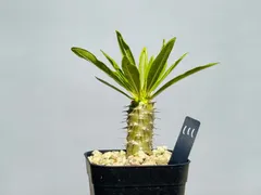 パキポディウム　アンボンゲンセ　良型　鉢ごとメルカリ便 パキポディウム アンボンゲンセ 良型 鉢ごとメルカリ便③ - メルカリ