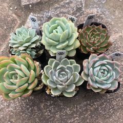 6種セット　キャラリアン　ルドルフ　ティッピー　アブラカ　ルッツ　モーニングデュー　抜き苗　多肉植物　モフ多肉　エケベリア