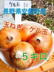 期間限定！玉ねぎ　ケル玉　５キロ　農薬：栽培期間中不使用