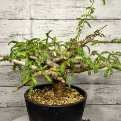 パキポディウム グラキリス 現地球 ベアルート (発根済み) 塊根植物