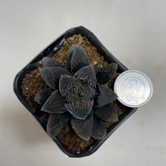 多肉植物　ハオルチア　毛ガニ　抜き苗　根付き